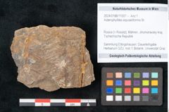 Foto (Objekt + Etikett) von Asterophyllites equisetiformis Br. (NHMW-GEO-2024-0188-11007)